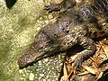 Cocodrilo siamés (Crocodylus siamensis)