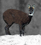 mosc (Moschus moschiferus)