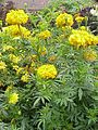 Mexican marigold