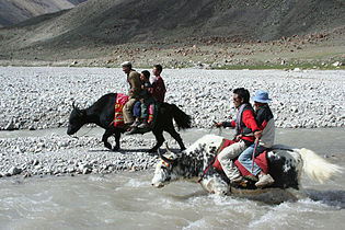 Gilgit-Baltistan, Pakistan'daki yaklar