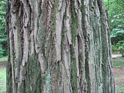老木の樹皮