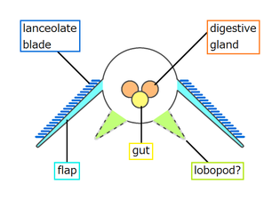 Opabinia cross-section based on Budd and Daley (2011)[8]