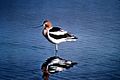 American Avocet