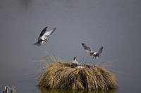 Nest in the Ebro Delta, Tarragona, Catalonia, Spain