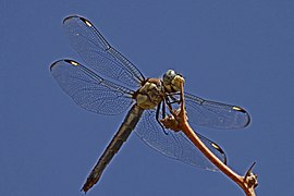 Libellula comanche