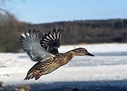 Fliegende Stockente (von Mcorrens)