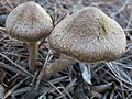 !!Inocybe bongardii!!