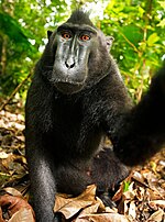 Autofoto de una hembra de macaco negro crestado