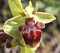 Ophrys umbilicata