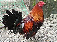 A Philippine gamecock