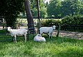 Des béliers Lincoln Longwool soigneusement tondus démentent leur nom maintenant qu'ils ont été tondus à quelques millimètres de leur peau.