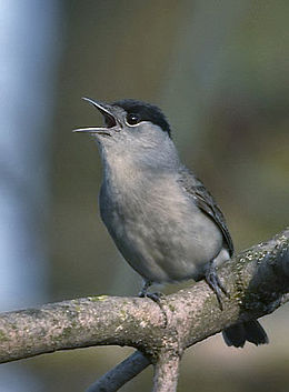 Juodagalvė devynbalsė (Sylvia atricapilla)