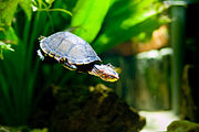 Red-cheeked mud turtle, Kinosternon scorpioides cruentatum