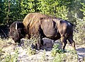 Šumski bizon u parku