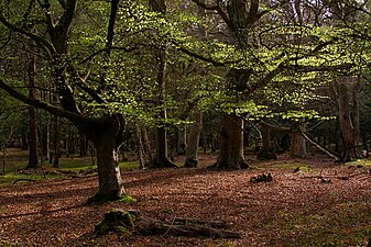 N.P. New Forest (Ingelân)