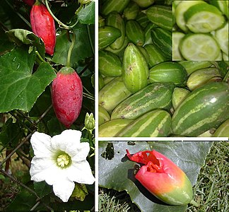 Coccinia grandis es la única del género cuya distribución abarca regiones fuera de África, sus frutos se consumen inmaduros como verdura de estación. También son comestibles maduros.