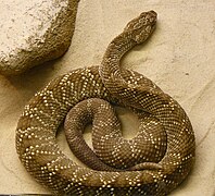 Crotalus