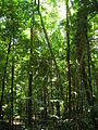 Image 9The Daintree Rainforest (from Tree)