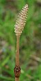 Equisetum arvense