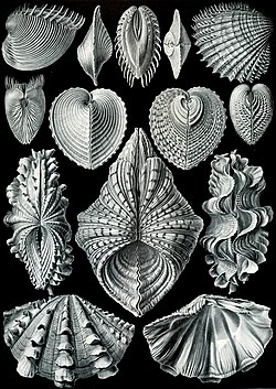 "Acephala" (Ernst Haeckel, 1904.)