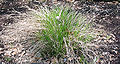 Juncus pyrenaeus