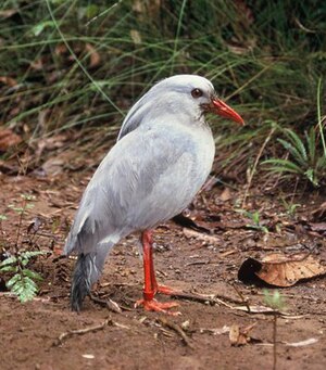 카구 (Rhynochetos jubatus)