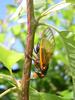 A cicada laying eggs.