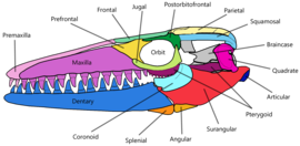 Detailed sketch of the skull of Mosasaurus hoffmannii