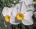 Grupu 9, Narcissus 'Actaea'