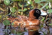 Masked duck