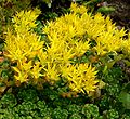 Rozchodník Sedum oreganum