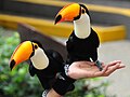 Zutrauliche Riesentukane (Ramphastos toco) im Jurong Bird Park