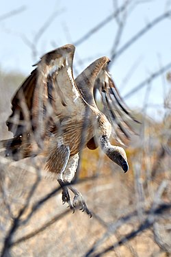 White-backed vulture (gyps africanus) near Okaukuejo in Etosha National Park, Namibia