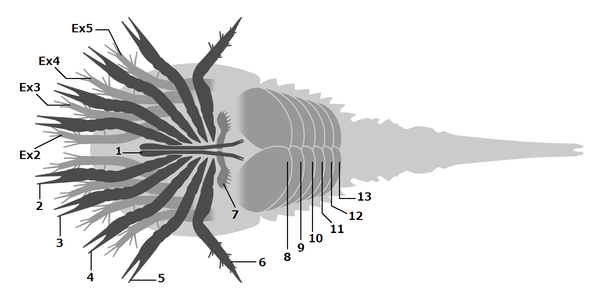 化石真鋏角類のダイバステリウムは全ての蓋板（8-13）に書鰓をもつ