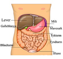 Anatomy Abdomen Tiesworks-da