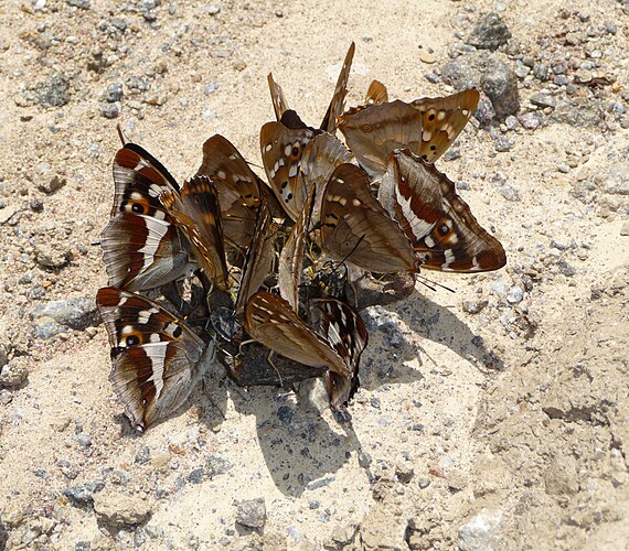 Переливницы ивовые (Apatura iris) и переливницы тополевые (Apatura ilia) питаются влагой с тела погибшей травяной лягушки (Rana temporaria). Украина