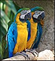 Zwei Gelbbrustaras (Ara ararauna) im Jurong Bird Park