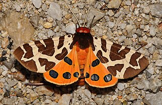 Hindwing pattern