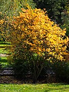 Feuillage d'automne (jardin botanique de l'Université de Wrocław)