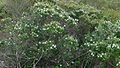 Neidonrosmikki, Botany Bay National Park, Australia