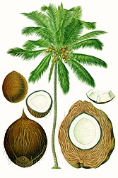 Cocos nucifera L. (1)