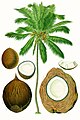 19th century illustration of a Coconut Palm