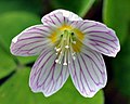 Blüte des Wald-Sauerklee (Oxalis acetosella)