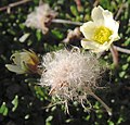 Dryas integrifolia virága és termése
