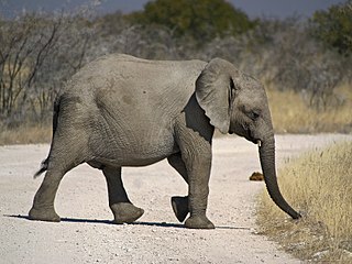 'n Savanne-olifant steek die pad naby Goas-watergat oor, Nasionale Etoshawildtuin