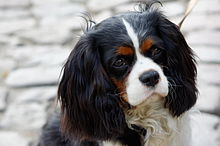 Portrait d'un Cavalier King Charles Spaniel, noire, blanc et feu.