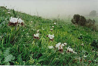 אירוסים נצרתיים ליד מפל התנור בגליל העליון