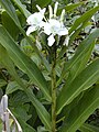 Hedychium coronarium.