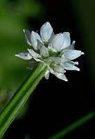 Omwindsel bij Ammobium alatum (composietenfamilie)