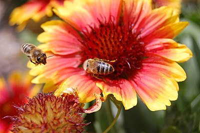 Slika:Bees on flower.jpg